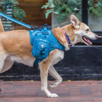 RSG Erste-Hilfe-Set für Hunde