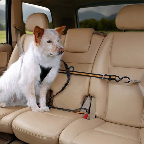 Kurgo Gurtschloss-Hundegurt fürs Auto, Kompatibel mit Tru-Fit  Hundegeschirr, Von 38 cm auf 56 cm verlängerbar, Orange