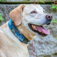 RSG Hundehalsband